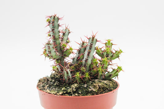 Euphorbia Aeruginosa