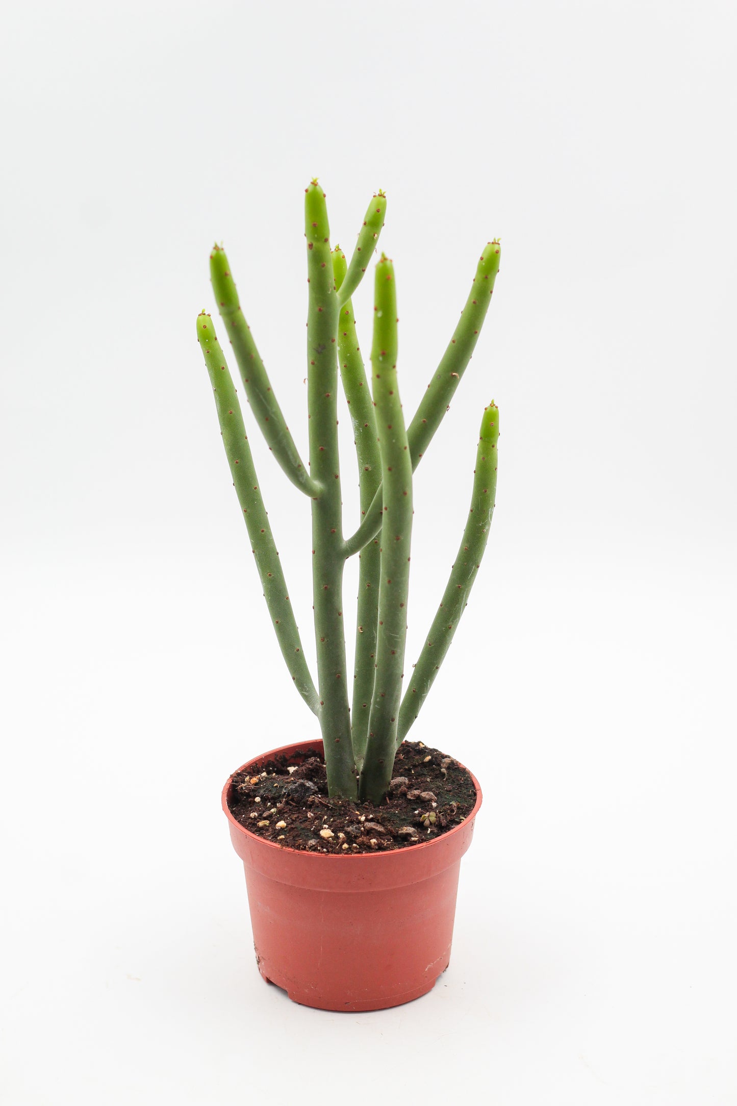 Euphorbia Alluaudii