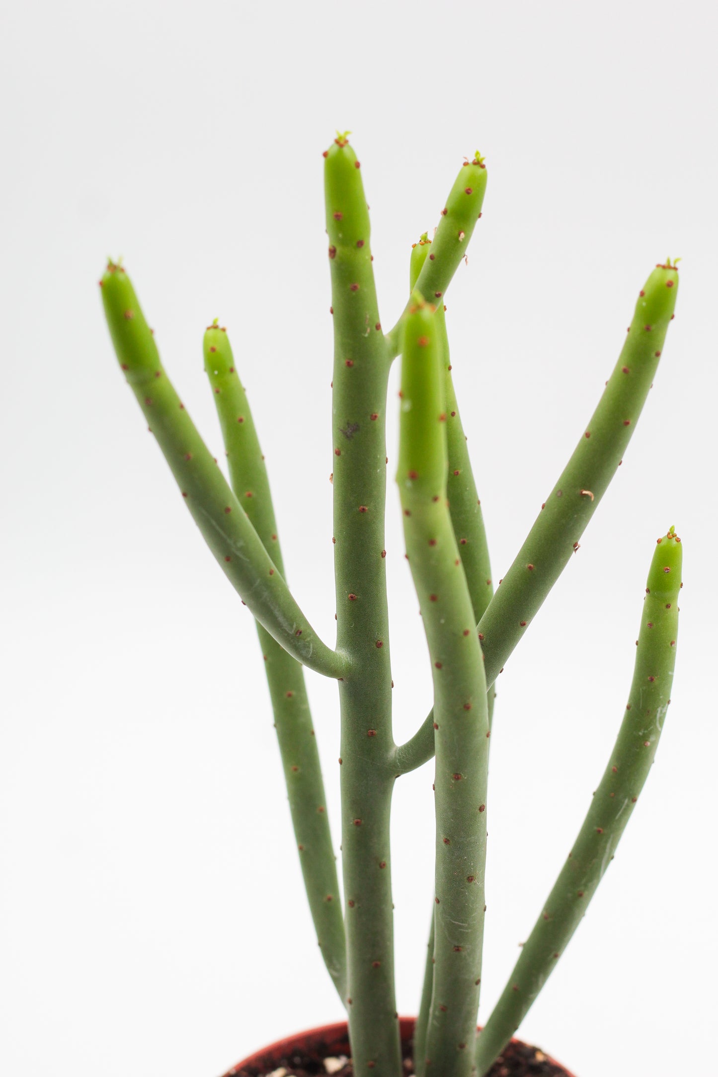 Euphorbia Alluaudii
