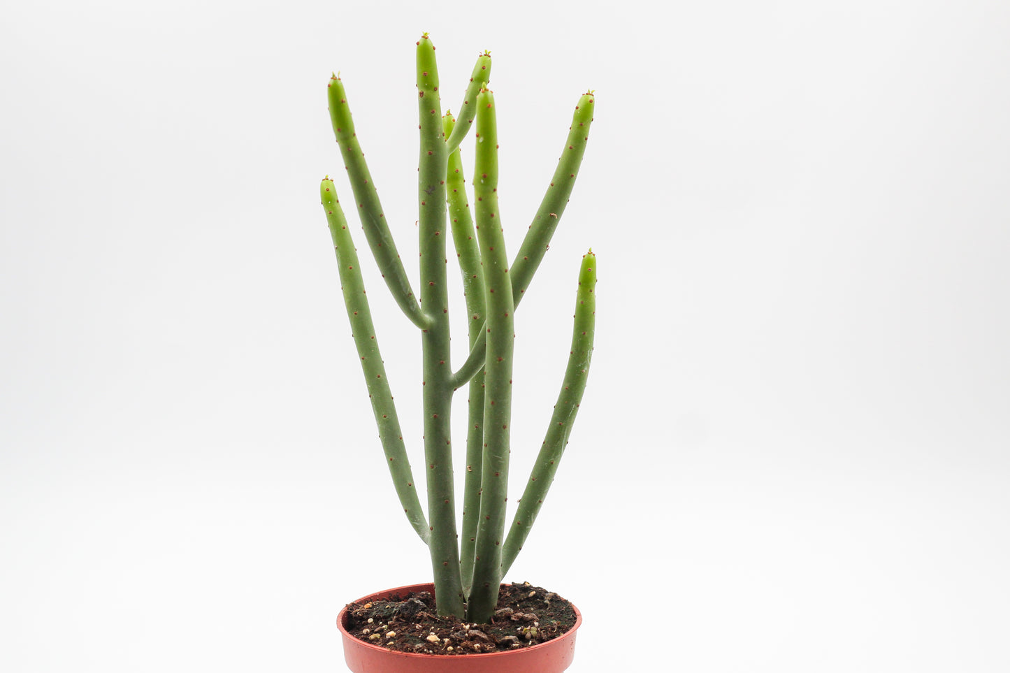 Euphorbia Alluaudii