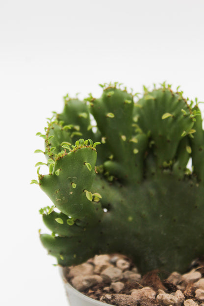 Euphorbia Alluaudii cristaat