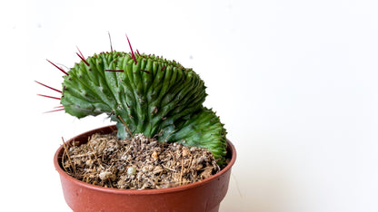 Euphorbia Enopla cristate