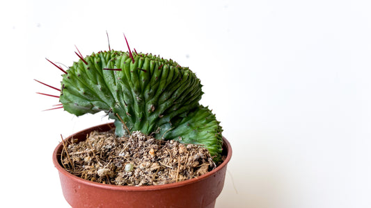 Euphorbia Enopla cristate