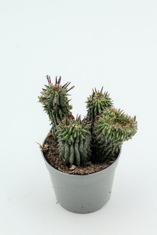 Euphorbia horrida cristaat