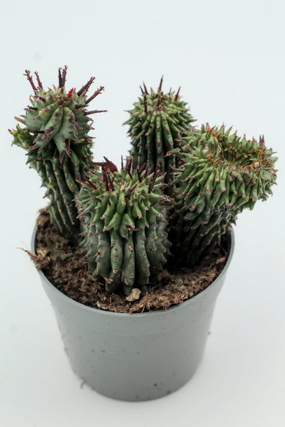 Euphorbia Horrida cristate