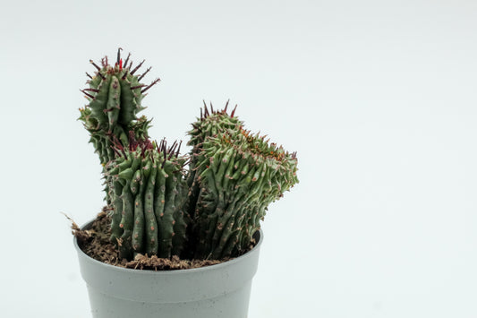 Euphorbia horrida cristaat