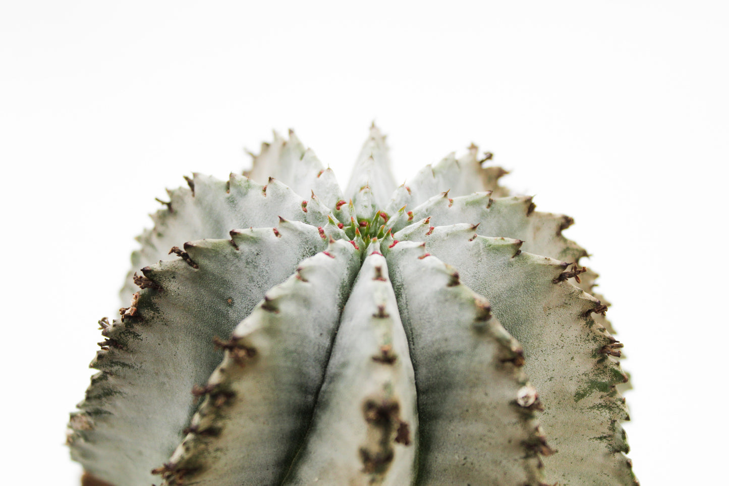 Euphorbia Horrida gray form
