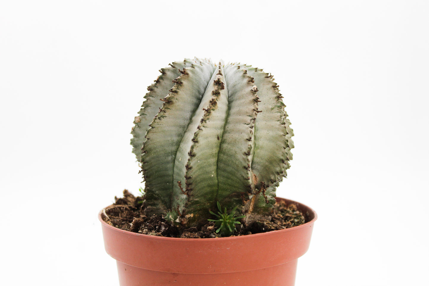 Euphorbia Horrida gray form