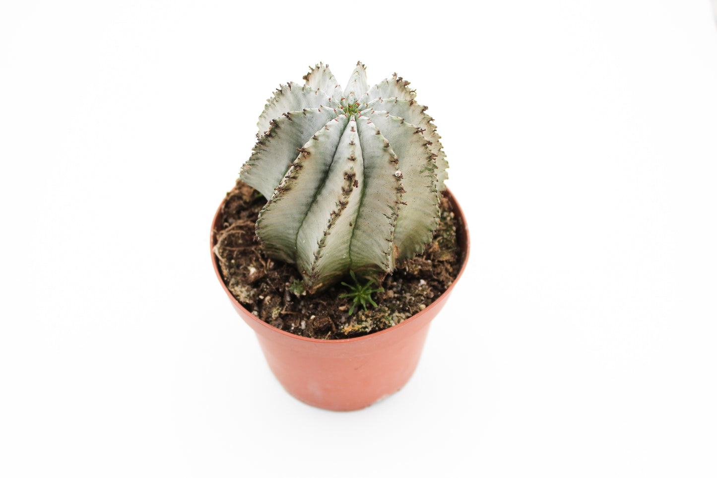 Euphorbia Horrida gray form