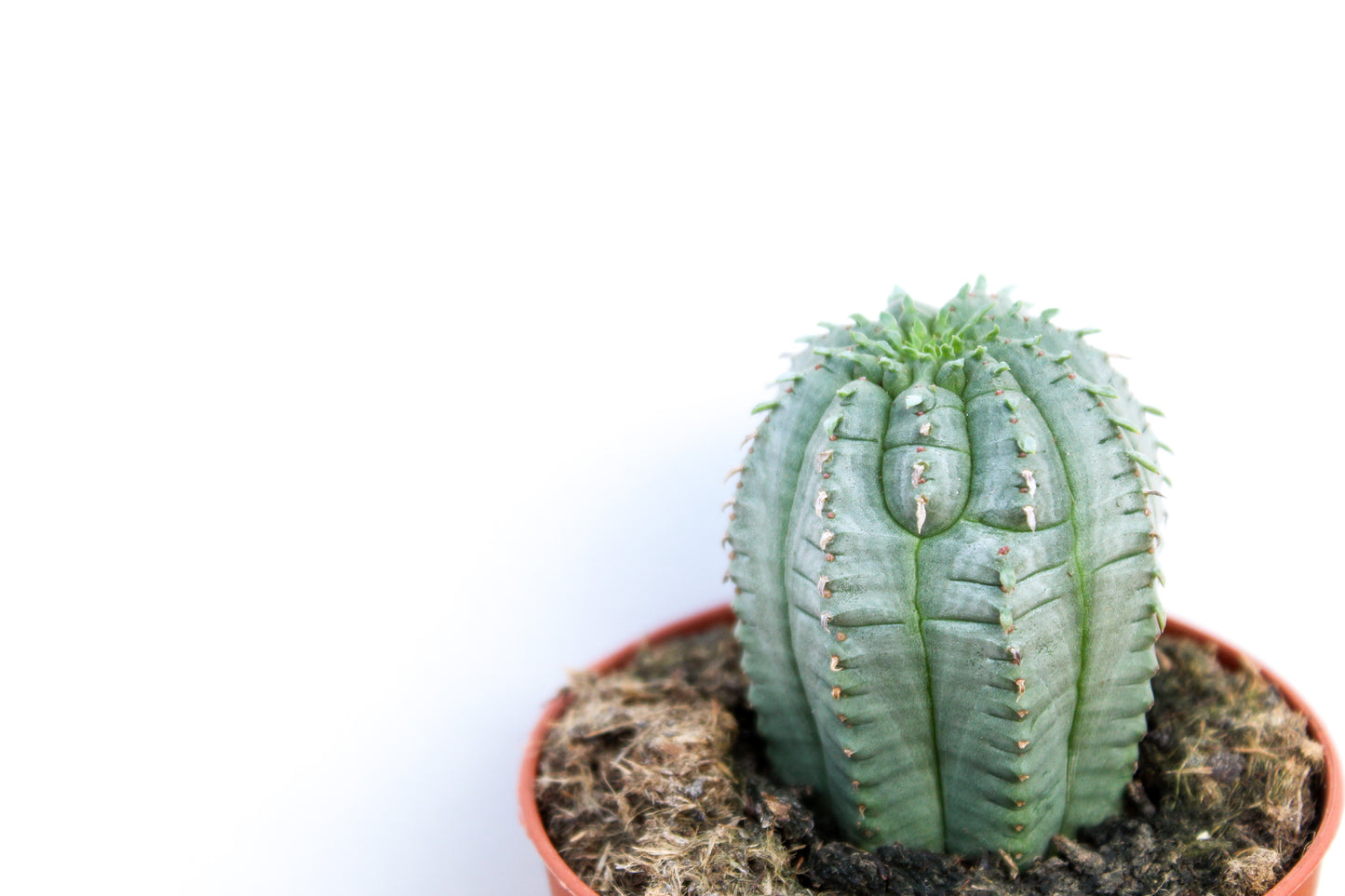 Euphorbia Infausta