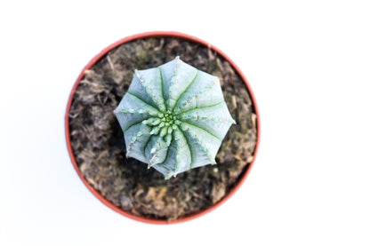 Euphorbia Infausta