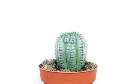 Euphorbia Infausta