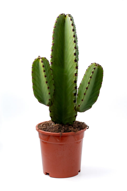 Euphorbia Ingens "Cowboyscactus"