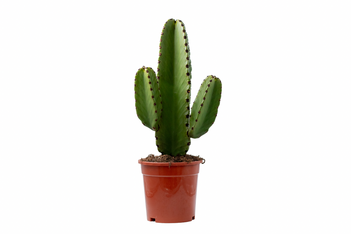 Euphorbia Ingens "Cowboyscactus"