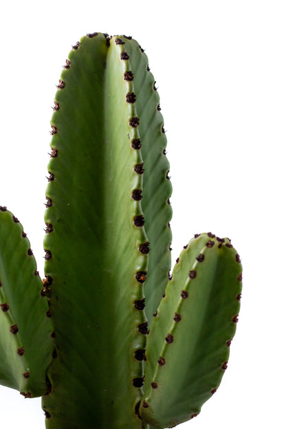 Euphorbia Ingens "Cowboyscactus"