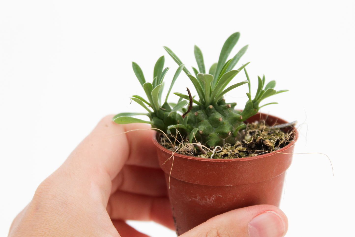 Euphorbia X Japonica (old plants)