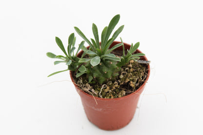 Euphorbia X Japonica (old plants)