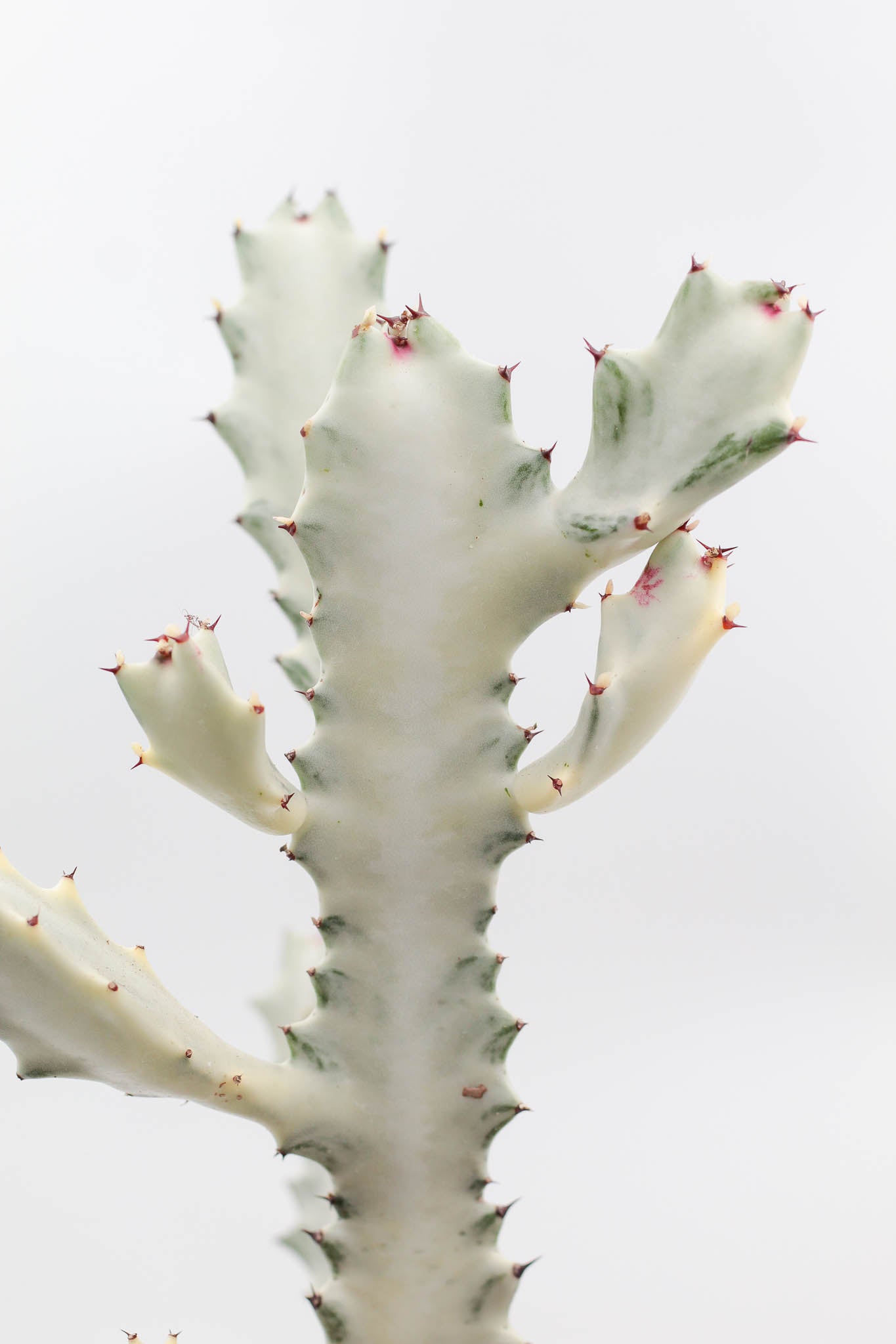 Euphorbia Lactea white Ghost