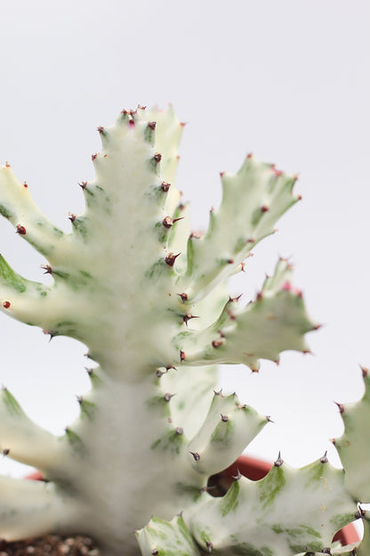 Euphorbia Lactea white Ghost