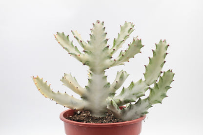 Euphorbia Lactea white Ghost