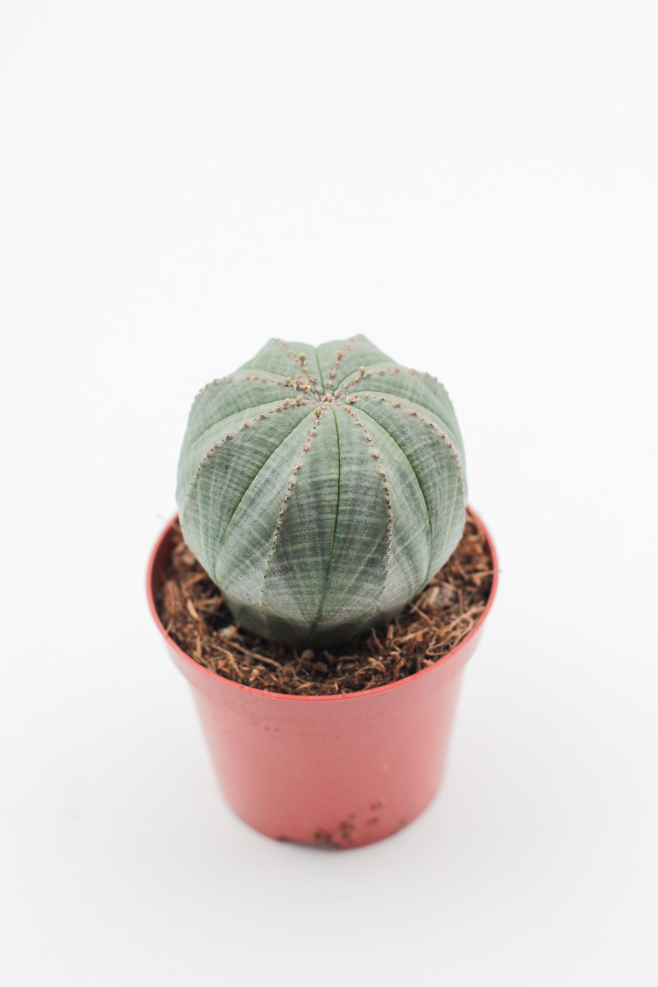 Euphorbia obesa