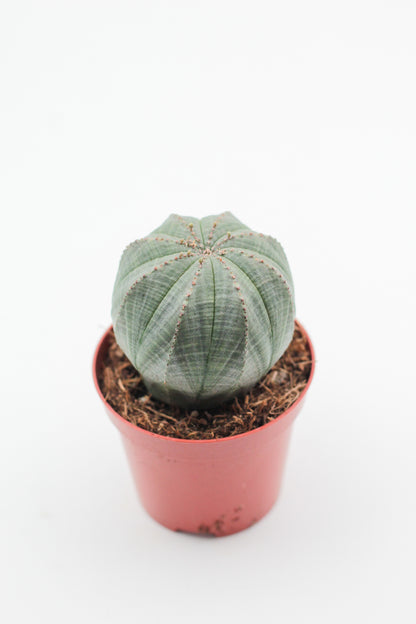 Euphorbia obesa