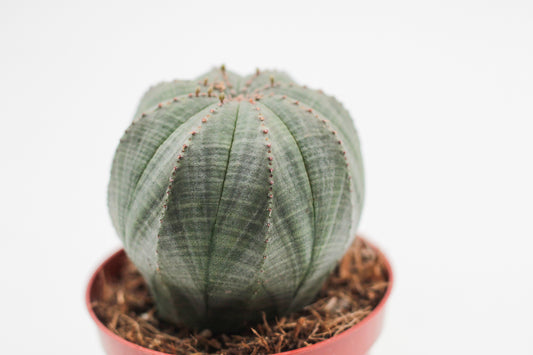 Euphorbia obesa
