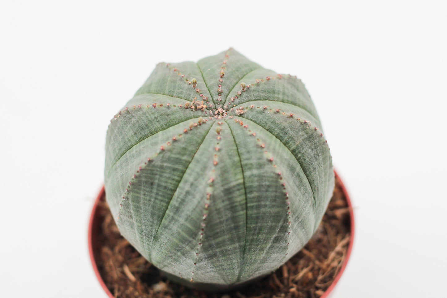 Euphorbia obesa