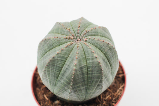 Euphorbia obesa