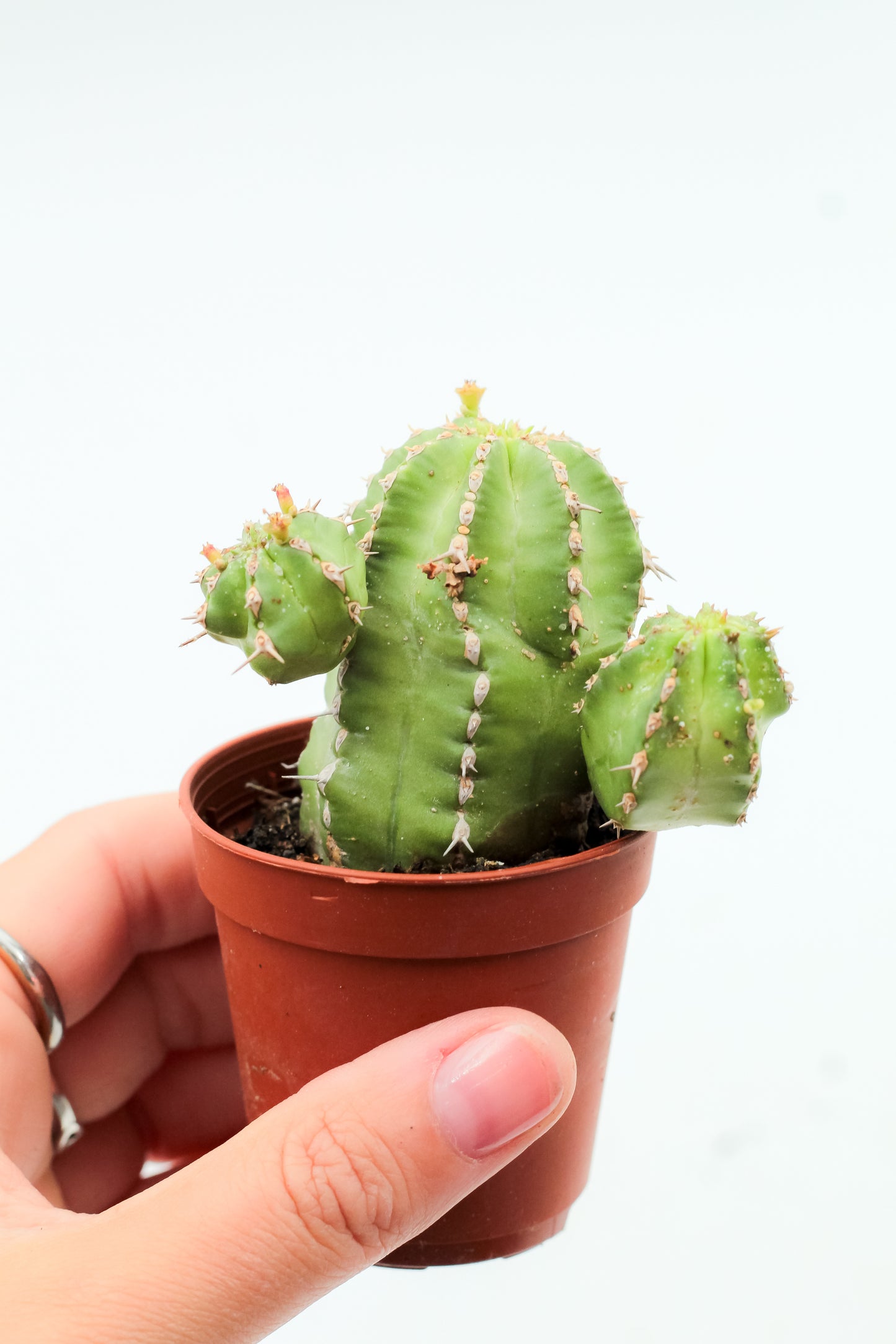 Euphorbia Officinarum subsp. Echinus