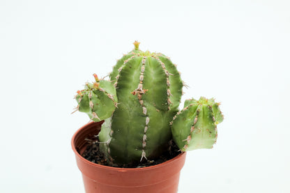 Euphorbia Officinarum subsp. Echinus