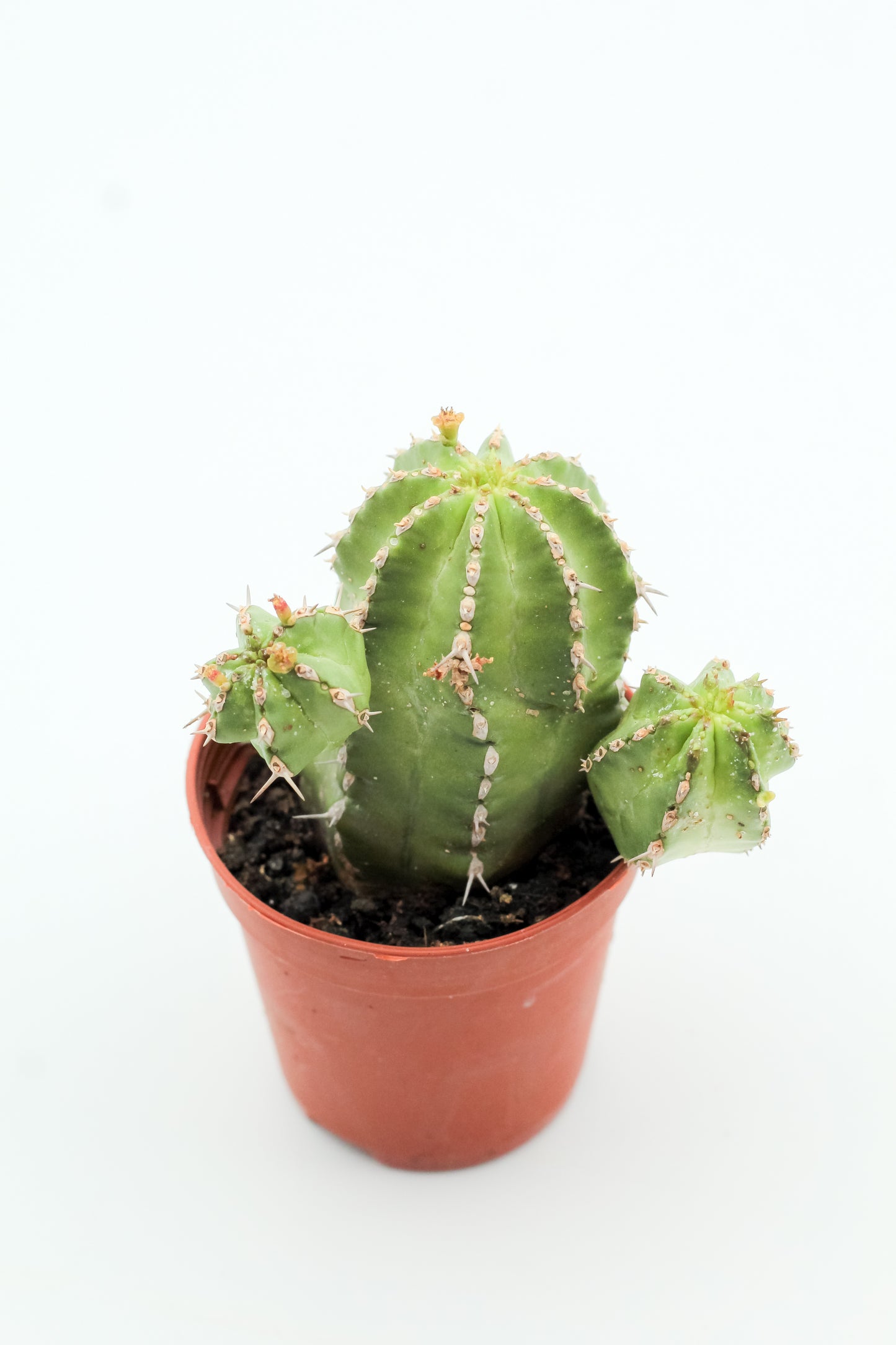Euphorbia Officinarum subsp. Echinus
