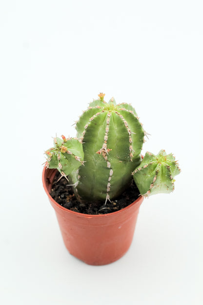 Euphorbia Officinarum subsp. Echinus