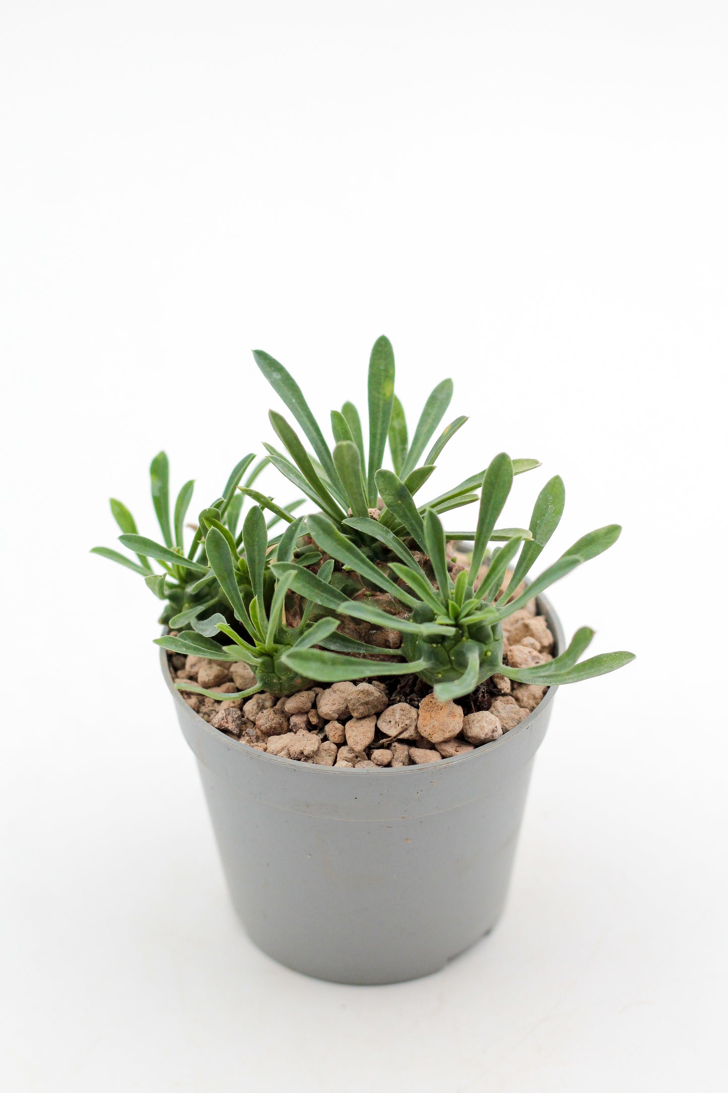 Euphorbia X Japonica