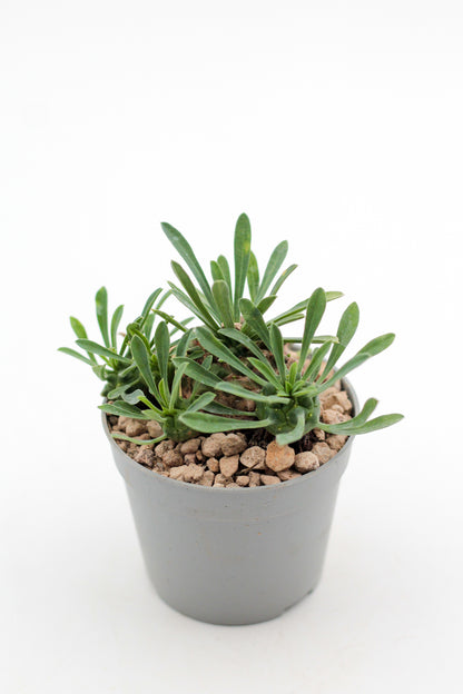 Euphorbia X Japonica