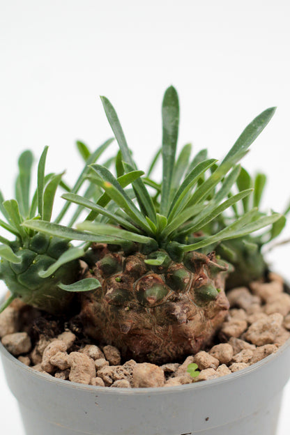 Euphorbia X Japonica