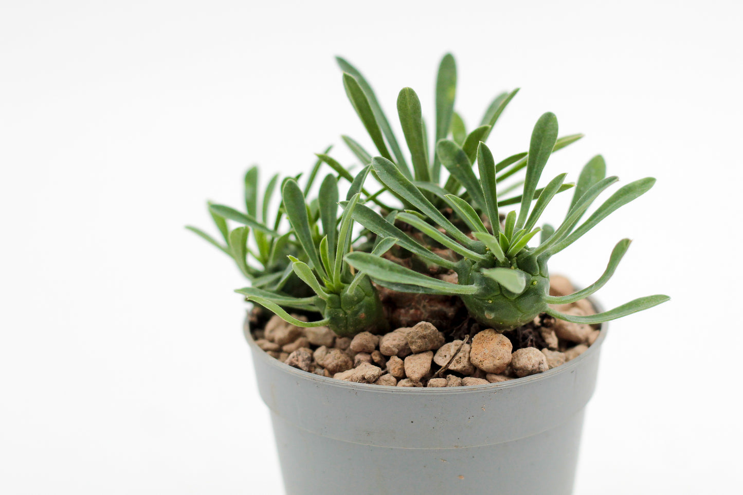 Euphorbia X Japonica