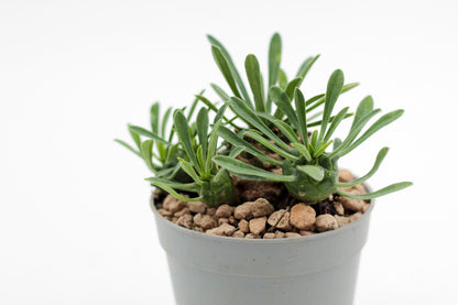 Euphorbia X Japonica