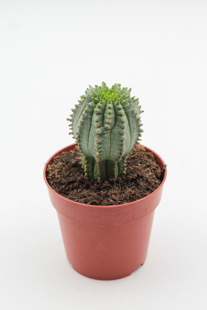 Euphorbia Infausta