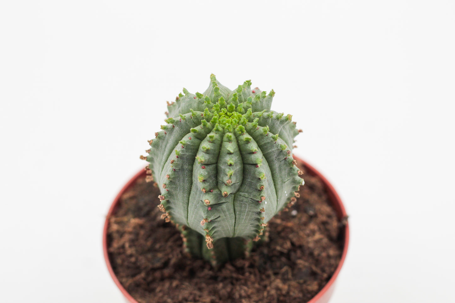 Euphorbia Infausta