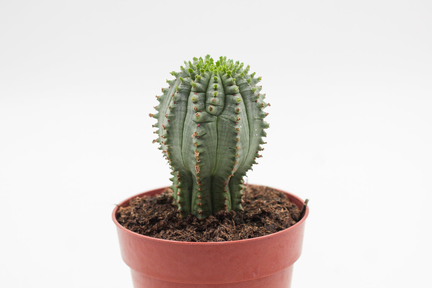 Euphorbia Infausta
