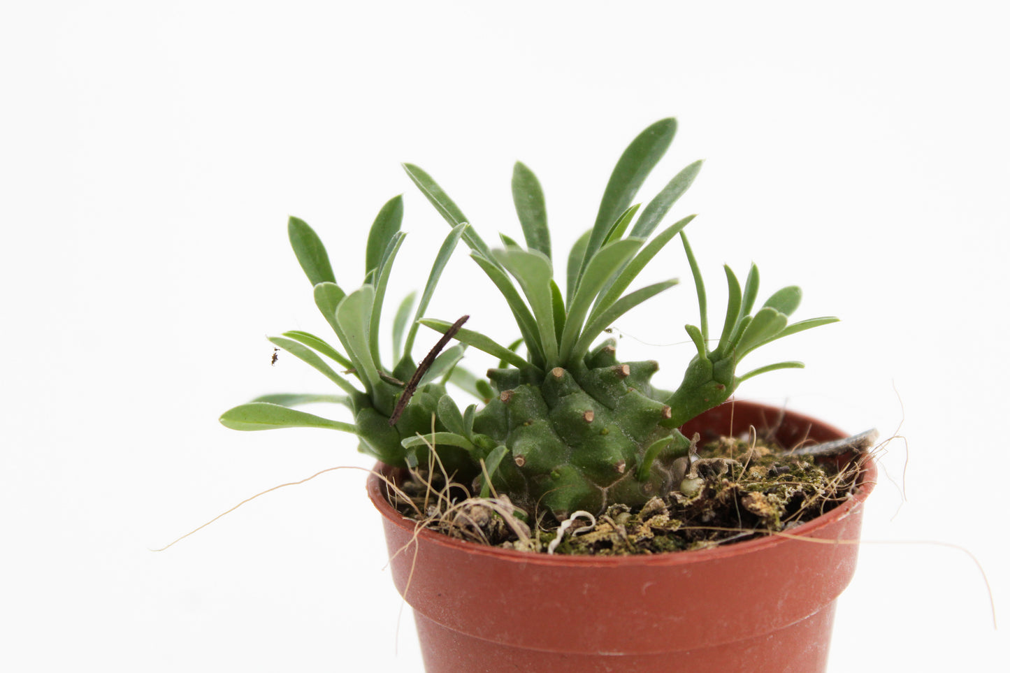 Euphorbia X Japonica