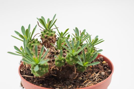 Euphorbia Japonica