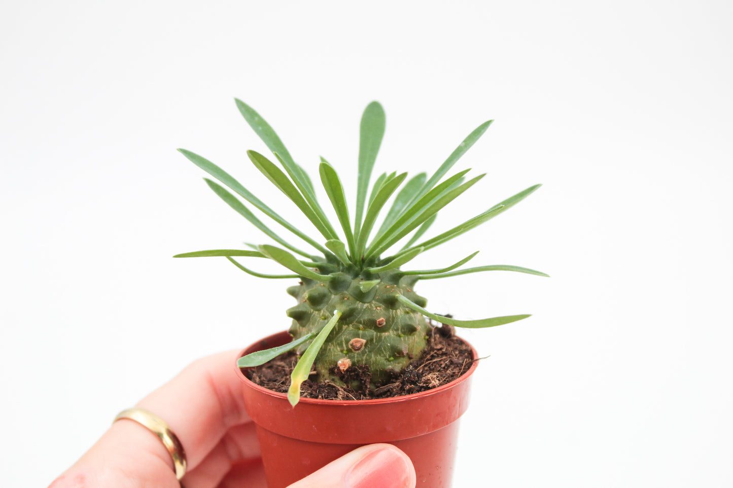 Euphorbia X Japonica