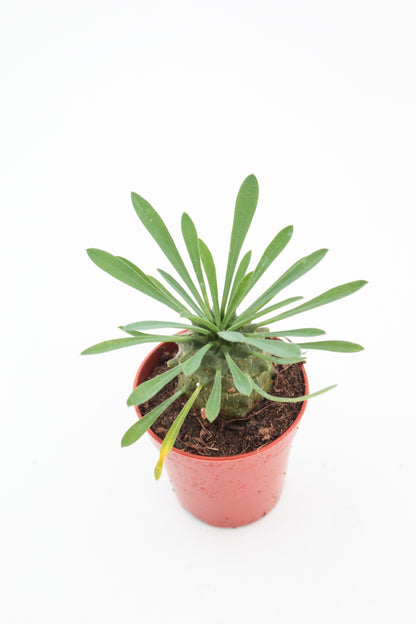 Euphorbia X Japonica