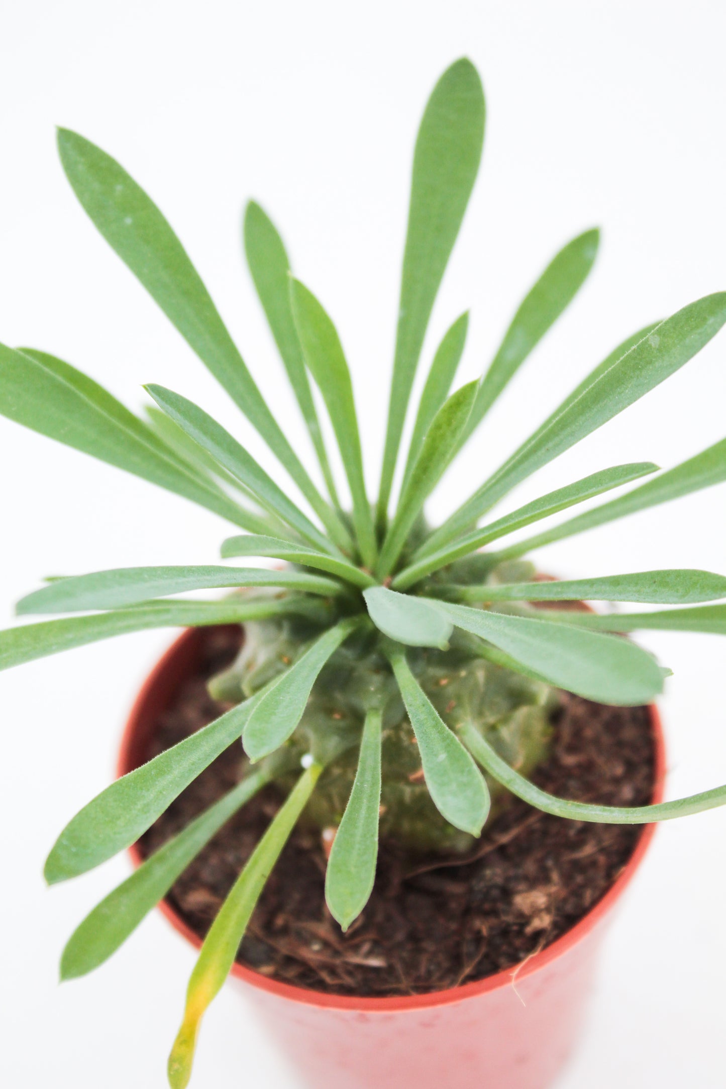 Euphorbia X Japonica