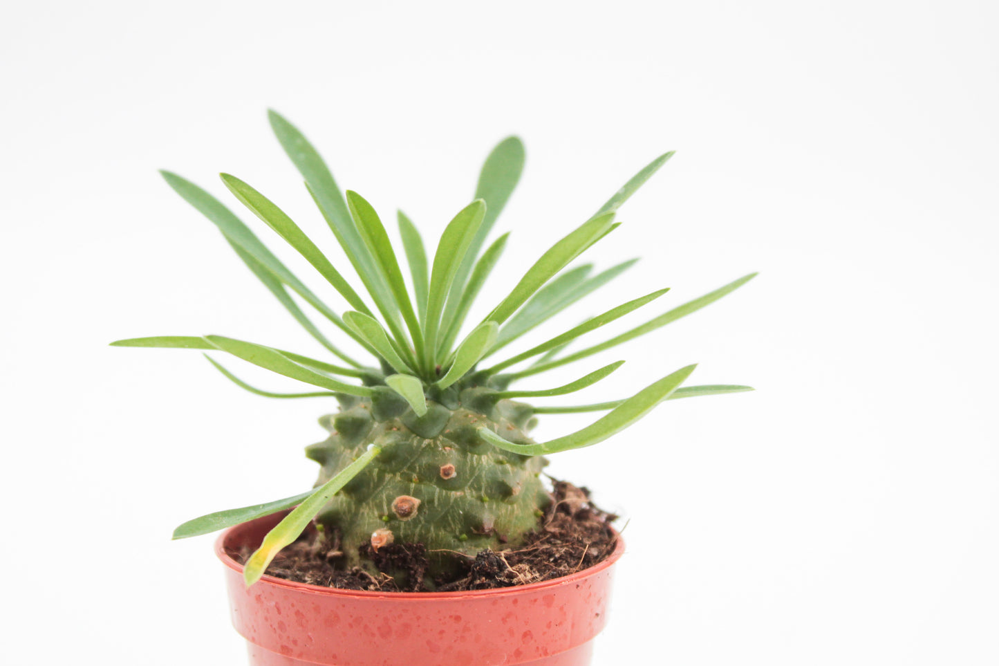 Euphorbia X Japonica