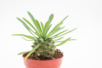 Euphorbia X Japonica