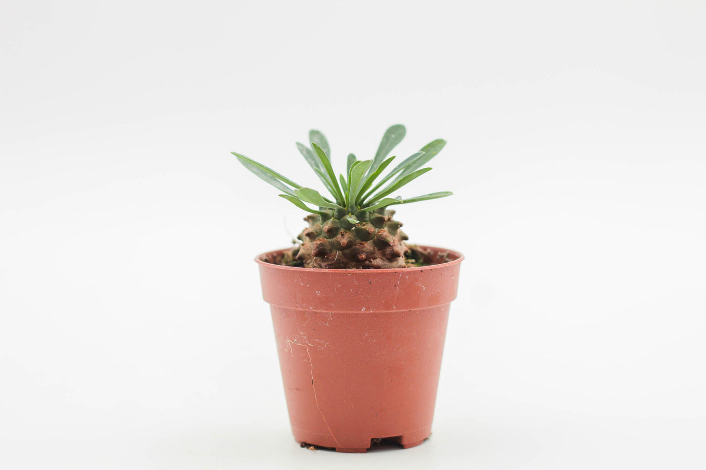 Euphorbia Japonica