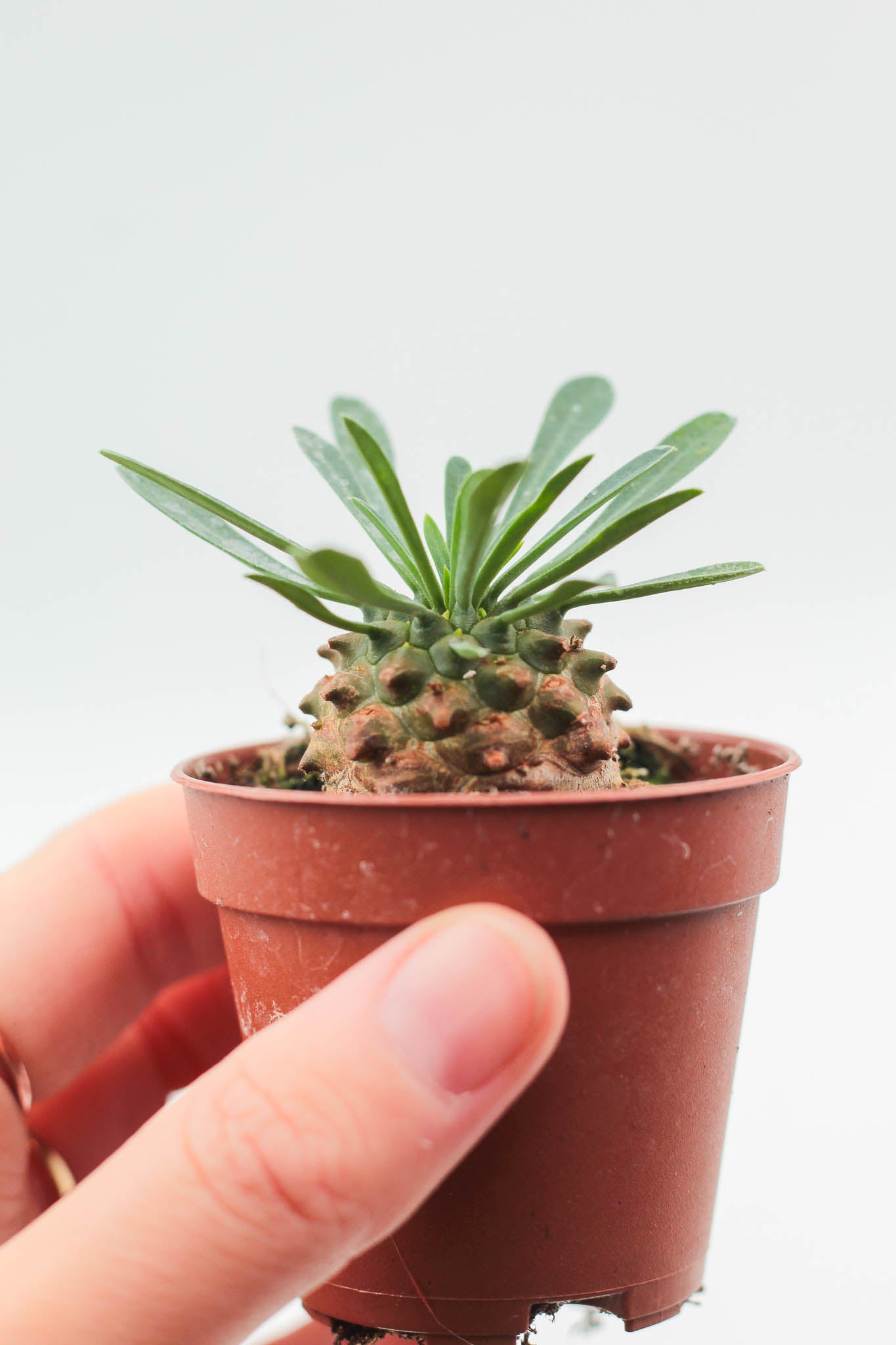 Euphorbia Japonica